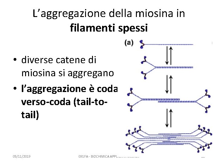 L’aggregazione della miosina in filamenti spessi • diverse catene di miosina si aggregano •