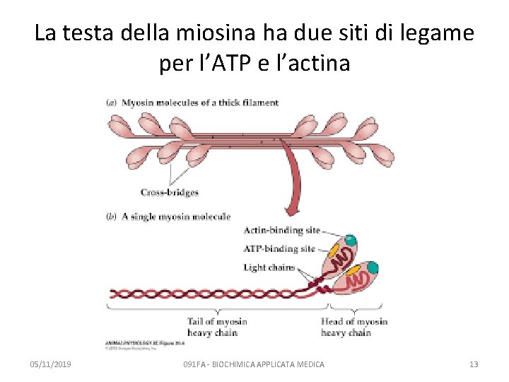 La testa della miosina ha due siti di legame per l’ATP e l’actina 05/11/2019