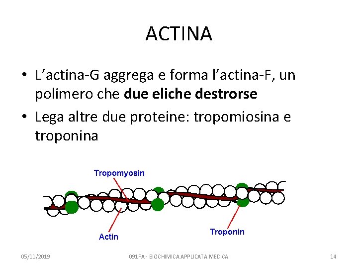 ACTINA • L’actina-G aggrega e forma l’actina-F, un polimero che due eliche destrorse •