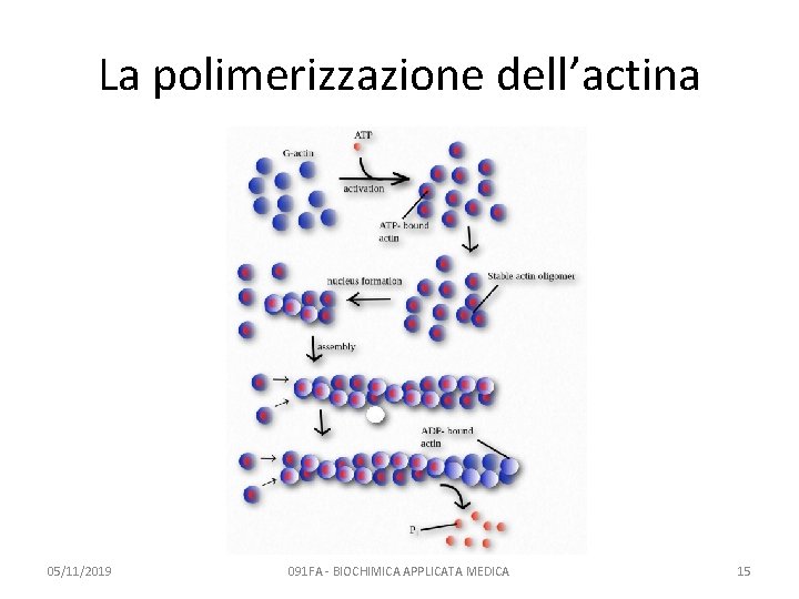 La polimerizzazione dell’actina 05/11/2019 091 FA - BIOCHIMICA APPLICATA MEDICA 15 