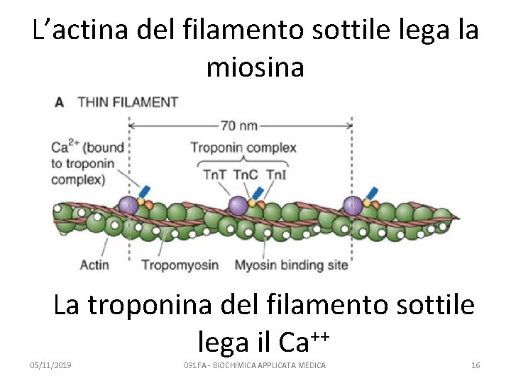 L’actina del filamento sottile lega la miosina La troponina del filamento sottile ++ lega