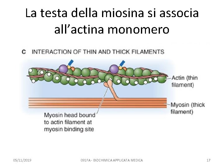 La testa della miosina si associa all’actina monomero 05/11/2019 091 FA - BIOCHIMICA APPLICATA