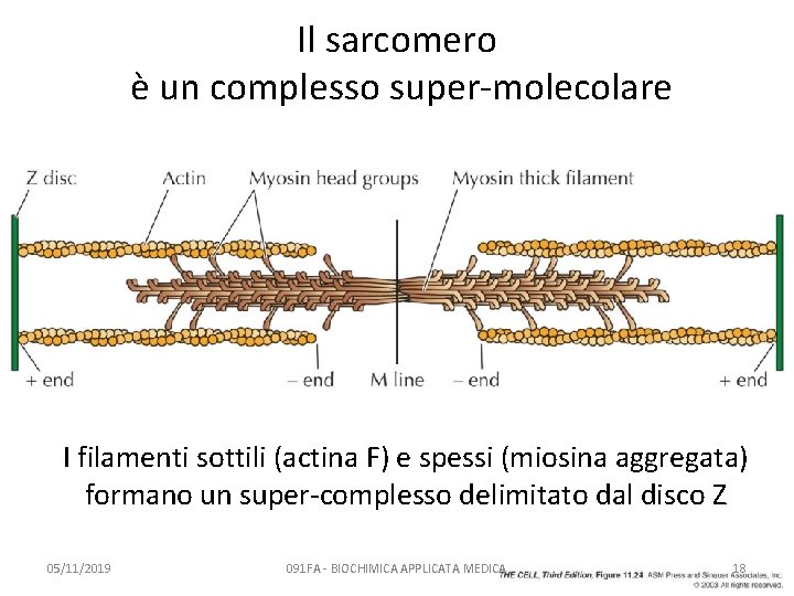 Il sarcomero è un complesso super-molecolare I filamenti sottili (actina F) e spessi (miosina