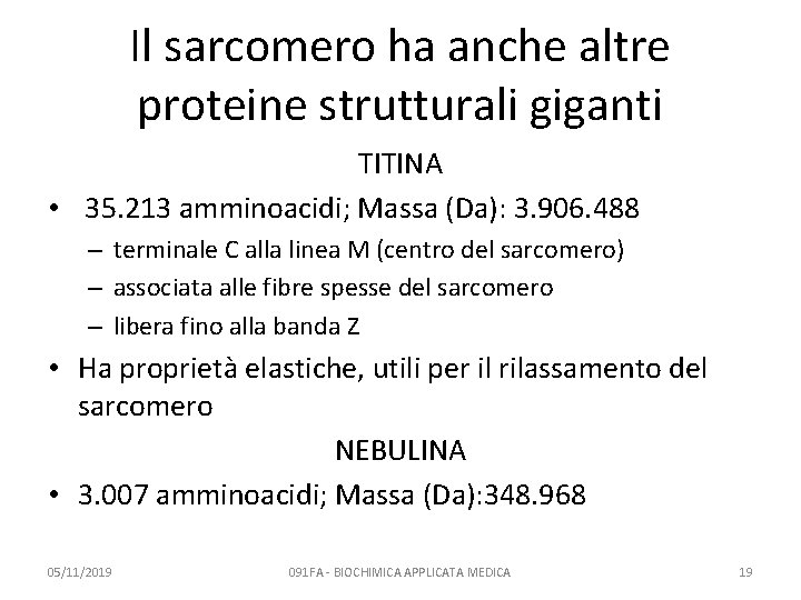 Il sarcomero ha anche altre proteine strutturali giganti TITINA • 35. 213 amminoacidi; Massa