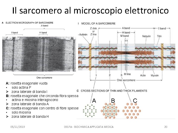 Il sarcomero al microscopio elettronico A: rosetta esagonale vuota • solo actina F Ø