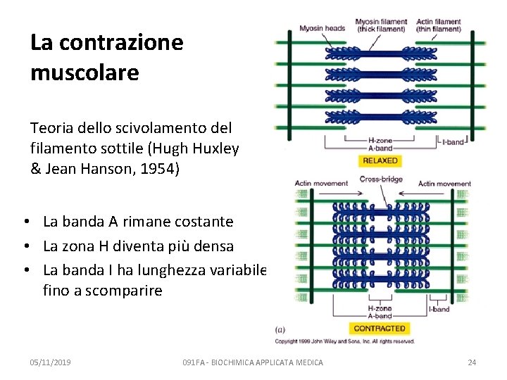 La contrazione muscolare Teoria dello scivolamento del filamento sottile (Hugh Huxley & Jean Hanson,