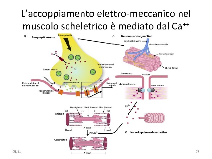 L’accoppiamento elettro-meccanico nel muscolo scheletrico è mediato dal Ca++ 05/11/2019 091 FA - BIOCHIMICA