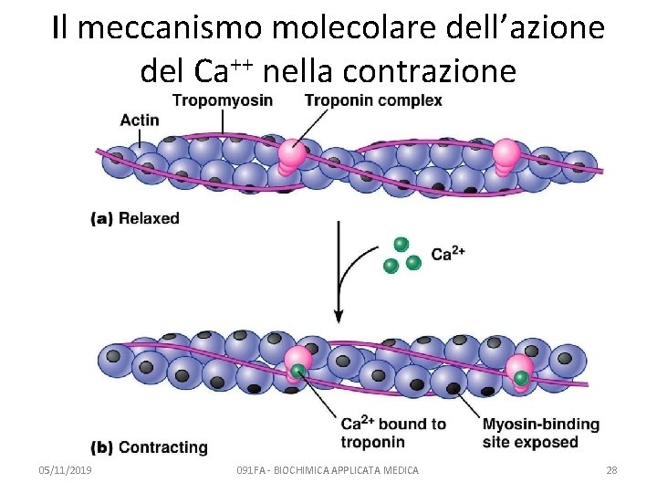 Il meccanismo molecolare dell’azione del Ca++ nella contrazione 05/11/2019 091 FA - BIOCHIMICA APPLICATA