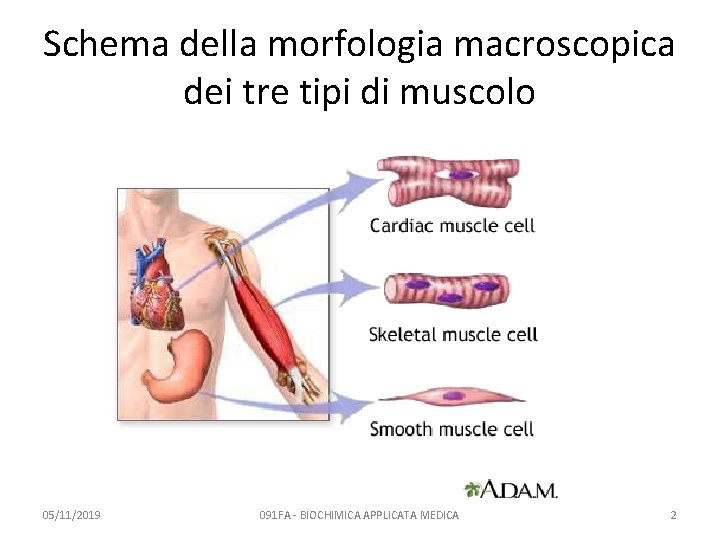 Schema della morfologia macroscopica dei tre tipi di muscolo 05/11/2019 091 FA - BIOCHIMICA