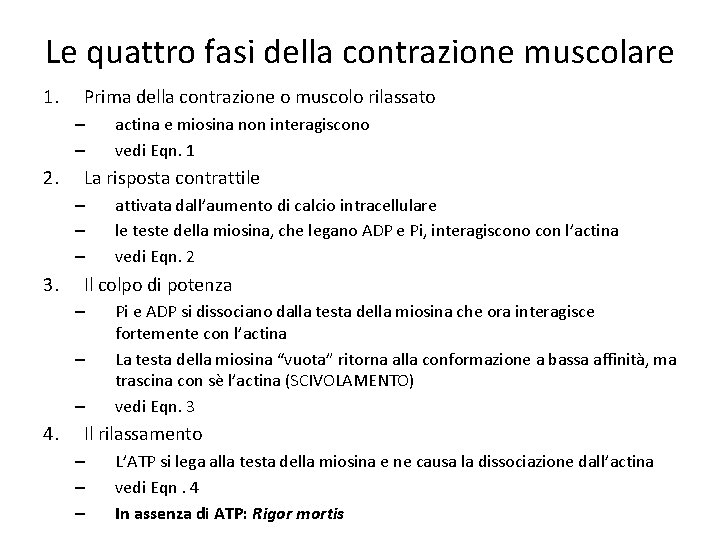 Le quattro fasi della contrazione muscolare 1. Prima della contrazione o muscolo rilassato –