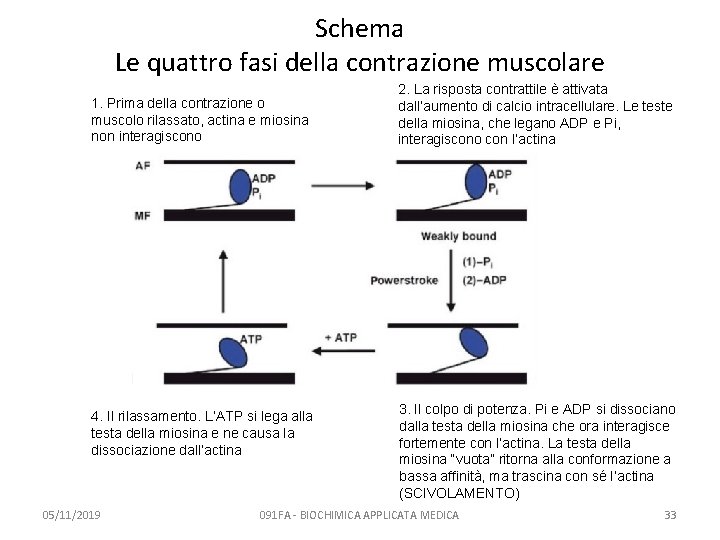 Schema Le quattro fasi della contrazione muscolare 1. Prima della contrazione o muscolo rilassato,