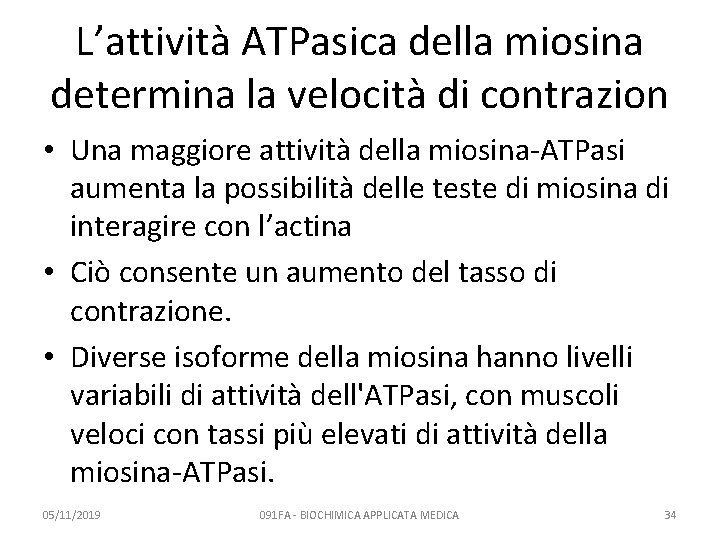 L’attività ATPasica della miosina determina la velocità di contrazion • Una maggiore attività della