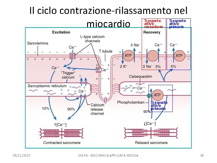 Il ciclo contrazione-rilassamento nel miocardio Trasporto attivo secondario Trasporto attivo primario 05/11/2019 091 FA