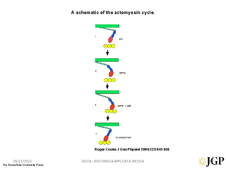 A schematic of the actomyosin cycle. Roger Cooke J Gen Physiol 2004; 123: 643