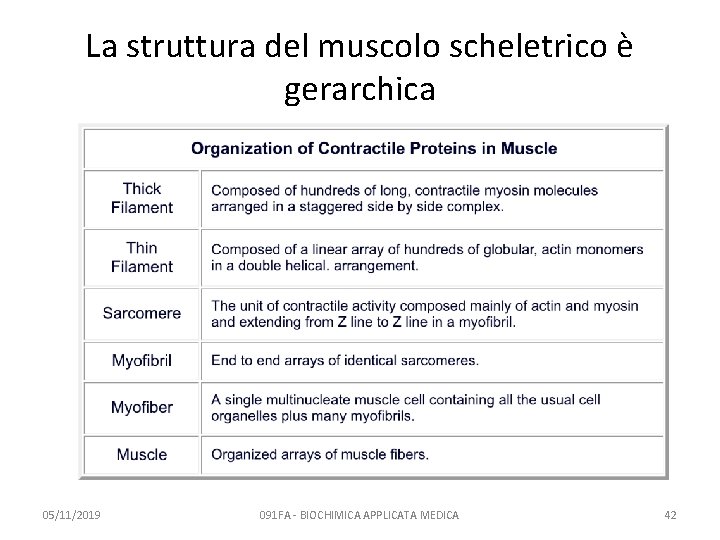 La struttura del muscolo scheletrico è gerarchica 05/11/2019 091 FA - BIOCHIMICA APPLICATA MEDICA