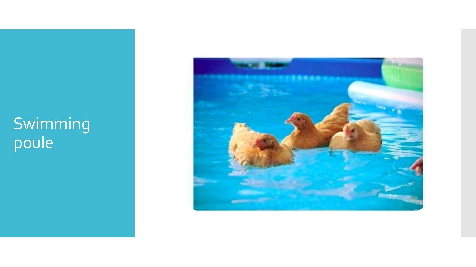 Swimming poule 