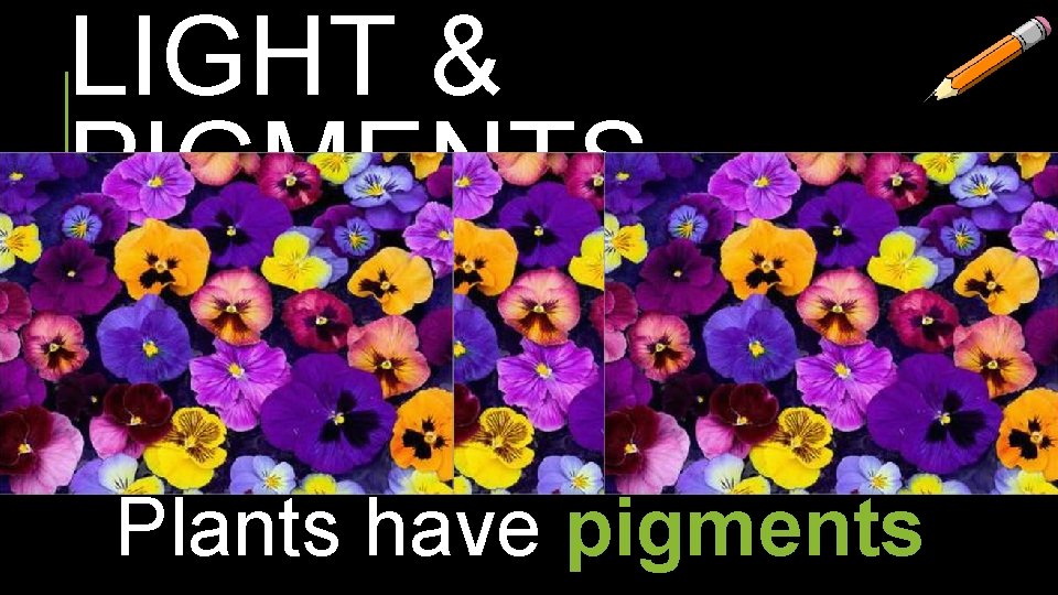 LIGHT & PIGMENTS Plants have pigments 