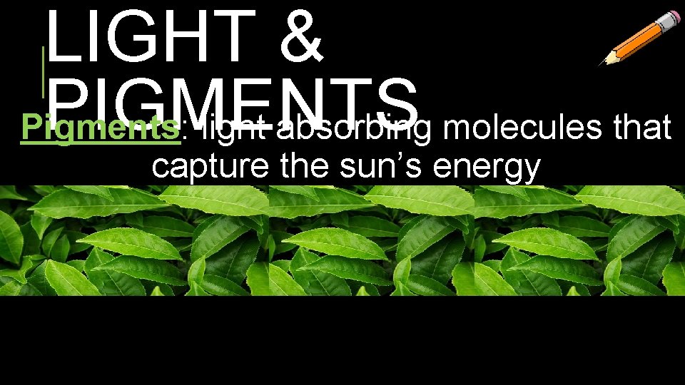 LIGHT & PIGMENTS Pigments: light absorbing molecules that capture the sun’s energy 