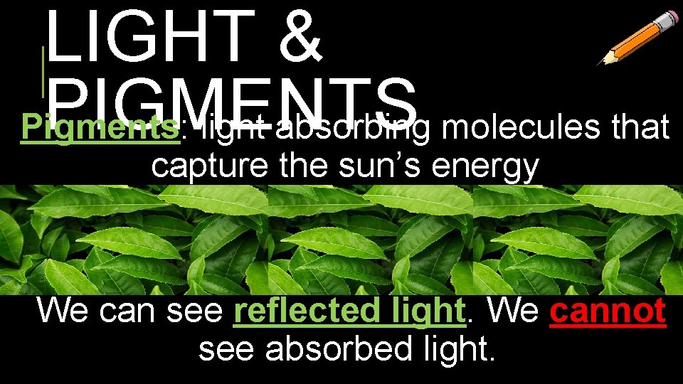 LIGHT & PIGMENTS Pigments: light absorbing molecules that capture the sun’s energy We can