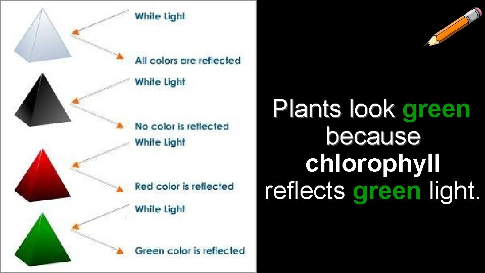 Plants look green because chlorophyll reflects green light. 
