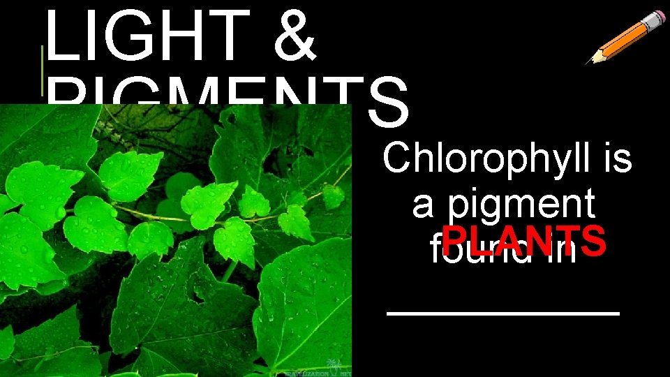 LIGHT & PIGMENTS Chlorophyll is a pigment PLANTS found in _____ 