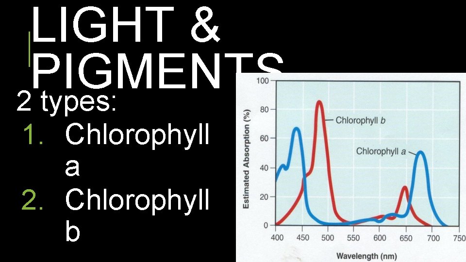 LIGHT & PIGMENTS 2 types: 1. Chlorophyll a 2. Chlorophyll b 