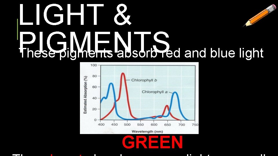 LIGHT & PIGMENTS These pigments absorb red and blue light well. GREEN 