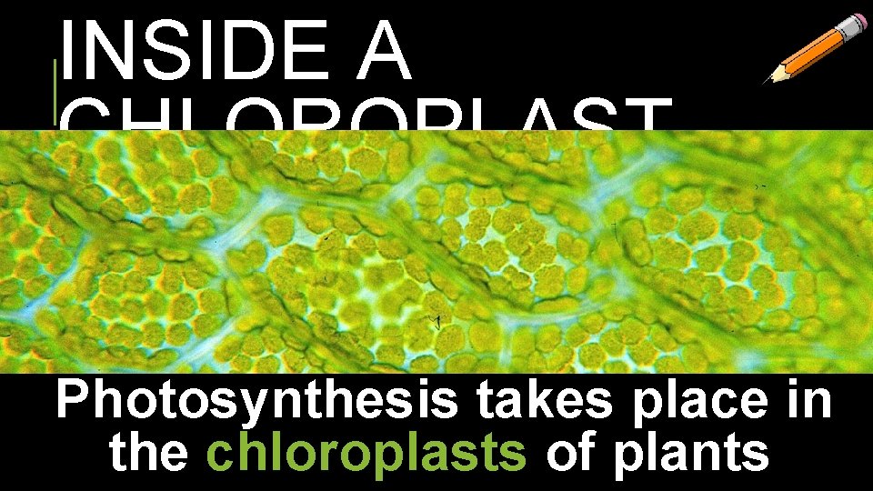 INSIDE A CHLOROPLAST Photosynthesis takes place in the chloroplasts of plants 