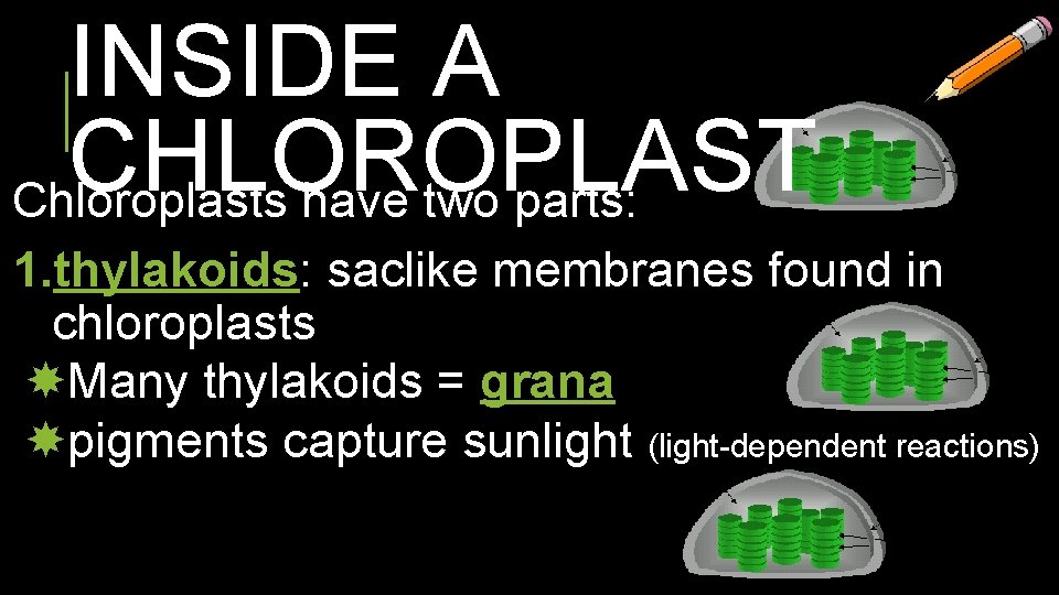 INSIDE A CHLOROPLAST Chloroplasts have two parts: 1. thylakoids: saclike membranes found in chloroplasts