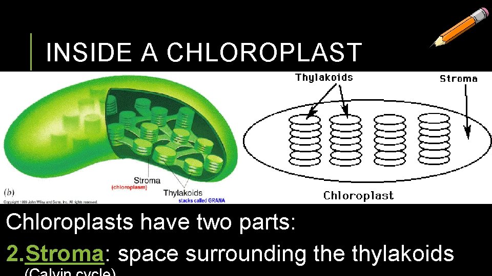 INSIDE A CHLOROPLAST Chloroplasts have two parts: 2. Stroma: space surrounding the thylakoids 