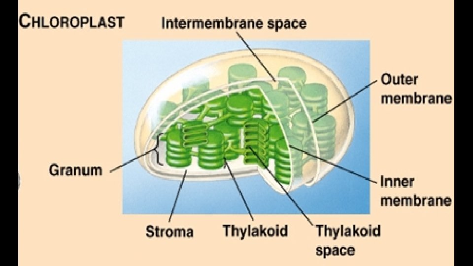 THE CHLOROPLAST 