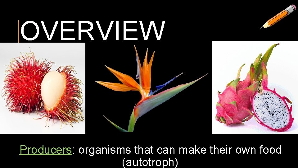 OVERVIEW Producers: organisms that can make their own food (autotroph) 