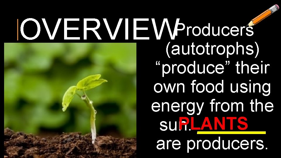 OVERVIEWProducers (autotrophs) “produce” their own food using energy from the PLANTS sun. _______ are