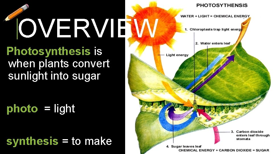 OVERVIEW Photosynthesis is when plants convert sunlight into sugar photo = light synthesis =