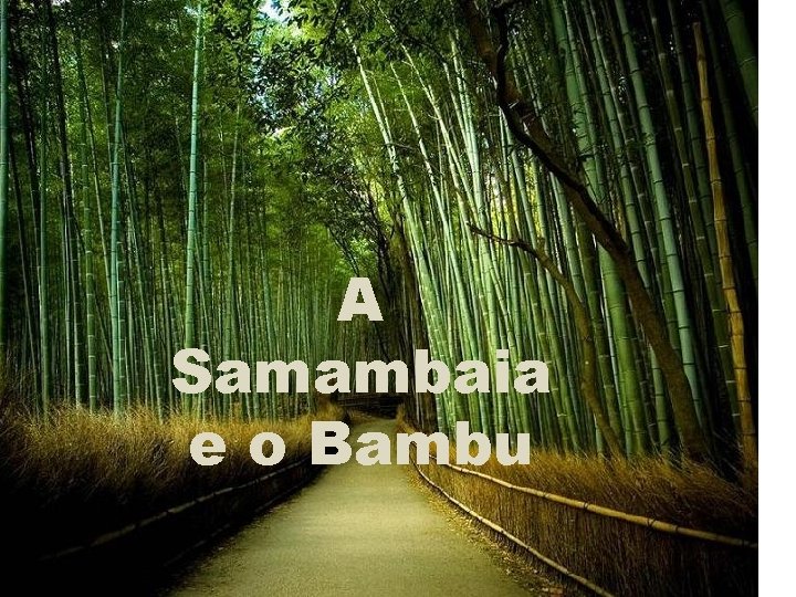 A Samambaia e o Bambu 