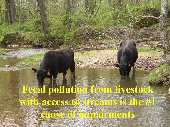 Fecal pollution from livestock with access to streams is the #1 cause of impairments