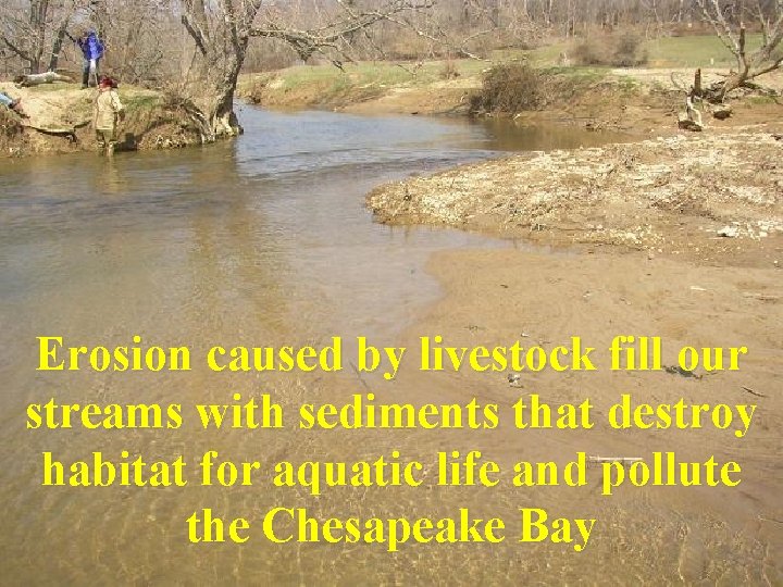 Erosion caused by livestock fill our streams with sediments that destroy habitat for aquatic