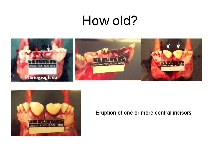 How old? Eruption of one or more central incisors 