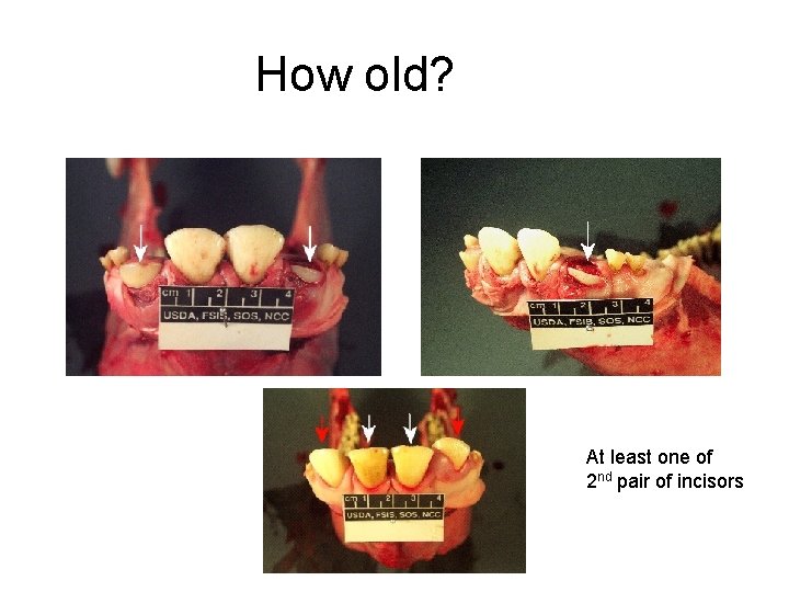How old? At least one of 2 nd pair of incisors 