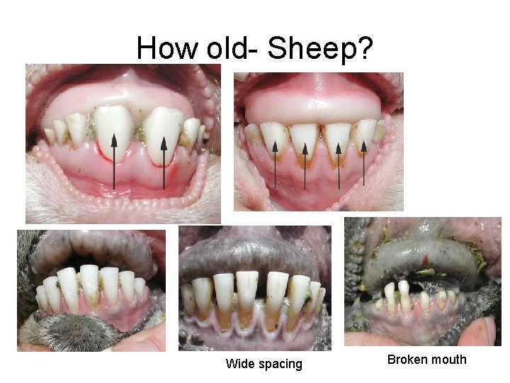 How old- Sheep? Wide spacing Broken mouth 