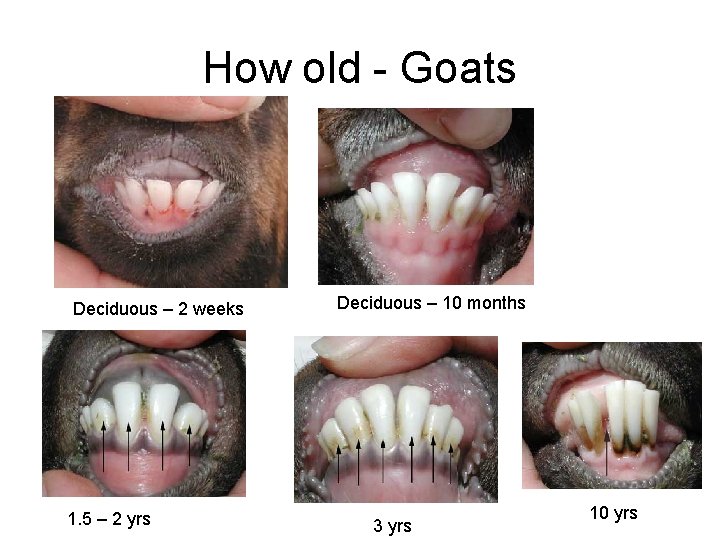 How old - Goats Deciduous – 2 weeks 1. 5 – 2 yrs Deciduous
