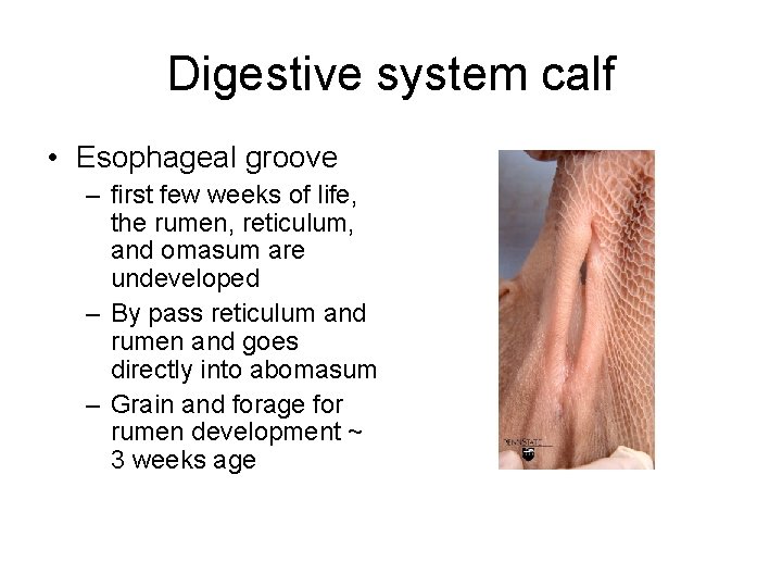 Digestive system calf • Esophageal groove – first few weeks of life, the rumen,
