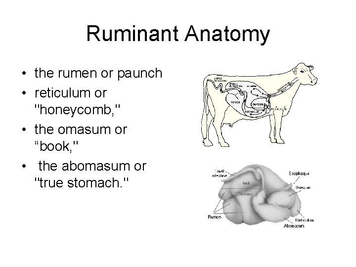 Ruminant Anatomy • the rumen or paunch • reticulum or "honeycomb, " • the