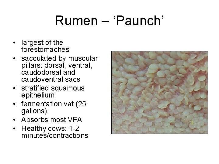 Rumen – ‘Paunch’ • largest of the forestomaches • sacculated by muscular pillars: dorsal,