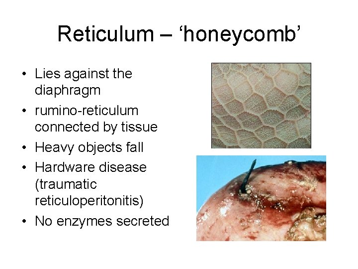 Reticulum – ‘honeycomb’ • Lies against the diaphragm • rumino-reticulum connected by tissue •