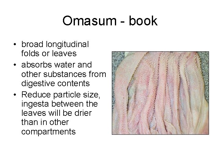 Omasum - book • broad longitudinal folds or leaves • absorbs water and other