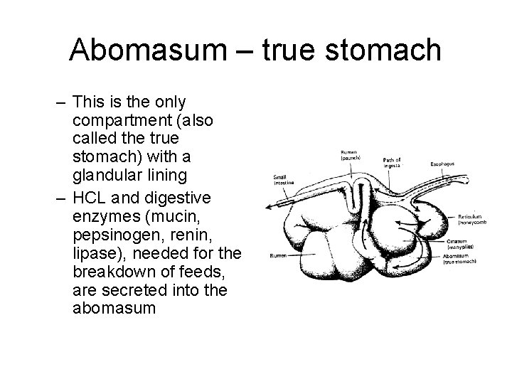 Abomasum – true stomach – This is the only compartment (also called the true