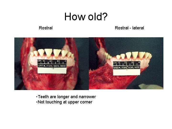 How old? Rostral • Teeth are longer and narrower • Not touching at upper