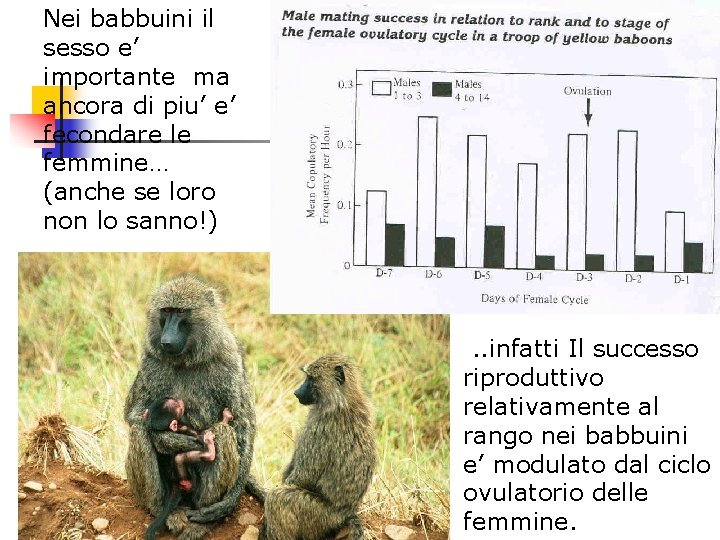Nei babbuini il sesso e’ importante ma ancora di piu’ e’ fecondare le femmine…