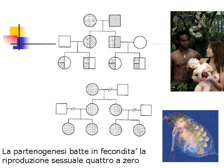 La partenogenesi batte in fecondita’ la riproduzione sessuale quattro a zero 